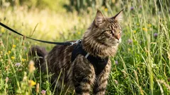 Nicht auf sich allein gestellt: Sollten Sie mit Ihrer Katze spazieren gehen und wie man es richtig macht